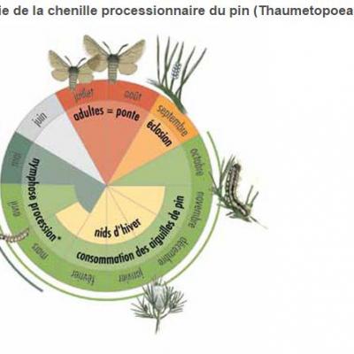 CYCLE DE LA CHENILLE PROCESSIONNAIRE