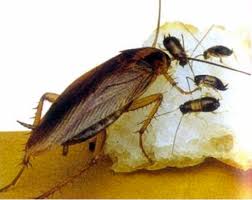 Blatte germanique
